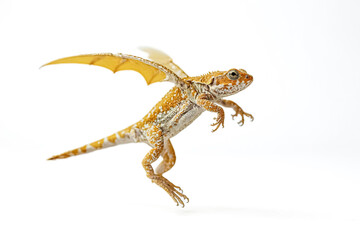 Obraz premium Flying Dragon Lizard