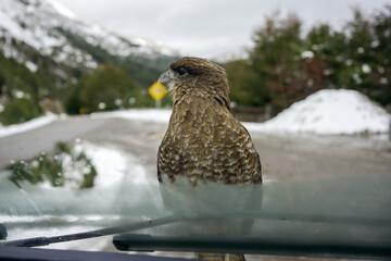 Bird is perched on a car windshield in a snowy mountainous area, observing its surroundings.