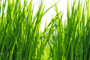 Paddy field after rice planting, summer scenery