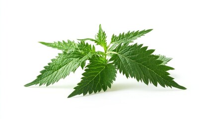 Green Nettle Plant on a White Background
