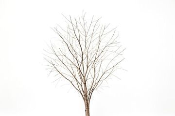 Fototapeta premium Bare Tree Branches Against White Background