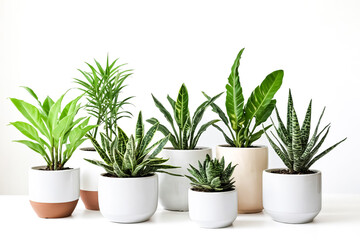 Obraz premium Various potted plants on a white background