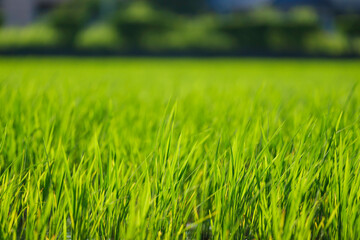 Paddy field after rice planting, summer scenery