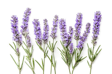 Lavender Flowers on White Background