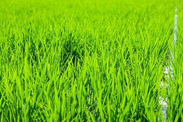 Paddy field after rice planting, summer scenery