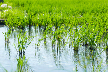 Paddy field after rice planting, summer scenery