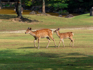 寄り添う鹿の親子