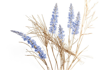 Obraz premium Dried Blue Flowers and Grass Arrangement
