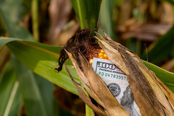 Ear of corn on cornstalk with 100 dollar bill ready for harvest. Concept of crop price, agriculture...