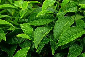 green leaves background, green tea leaves