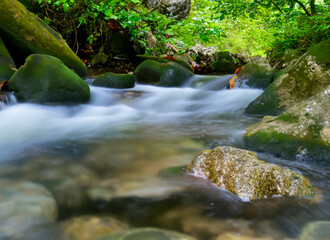 stream in the forest