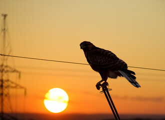 Hawk Perched at Sunset