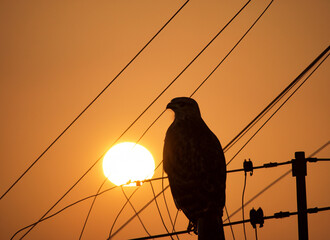 silhouette of a bird