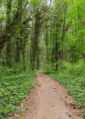 Path in the Woods
