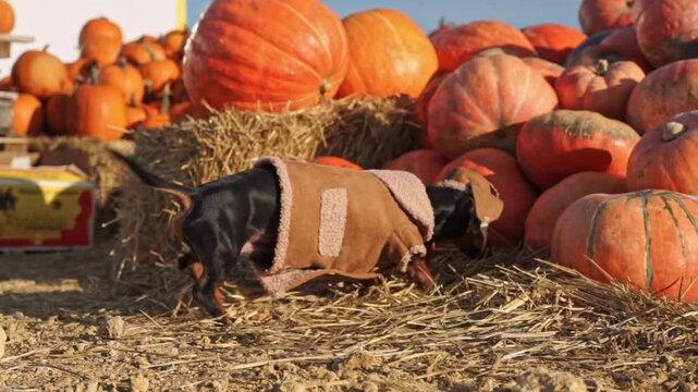 Dachshund dressed as a farmer looking for something in a pile of pumpkins. A vivid collection of vibrant pumpkins beautifully stacked on hay, which is perfect for various autumn festivities