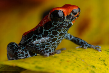 POISON FROG ENDEMIC TO THE AMAZON FORESTS OF LORETO IN PERU, RED POISON FROG, EYE-CATCHING INTENSE...