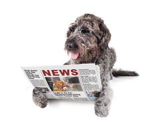 Smart dog with newspaper wearing glasses. Relaxed large puppy dog reading pet themed mockup news...