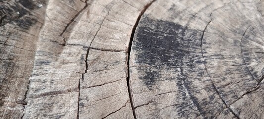 old wood texture timber cracked