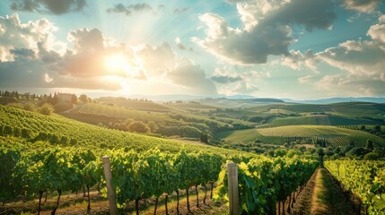Fototapeta premium Vineyard Landscape with Rolling Hills and a Sunny Sky