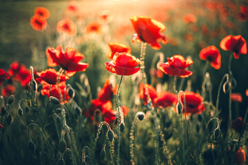 Obraz premium 夕日に照らされるポピー