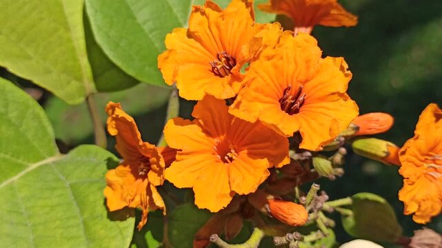 cordia flower