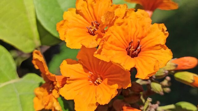 cordia flower