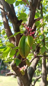 star fruit on tree