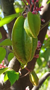 star fruit on tree