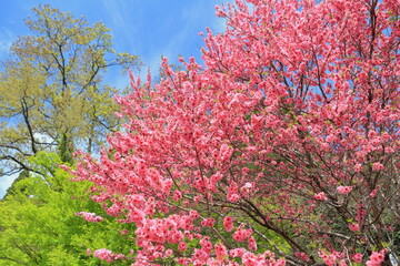 関山桜
