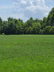 green field and blue sky