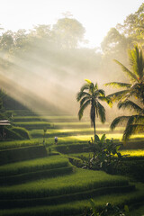 Morning view of Tegallalang Rice fields terraces in Ubud, Bali, Indonesia 