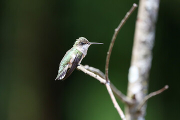 Hummingbird