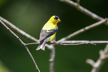 Goldfinch