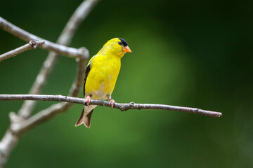 Goldfinch