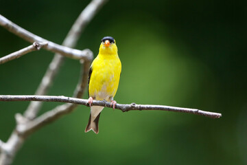 Goldfinch