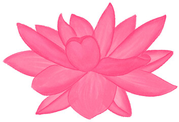 Pink lotus