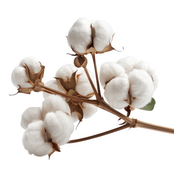 Fototapeta A close-up of a fresh cotton branch showcasing fluffy white bolls and natural texture. Perfect for agriculture and textile themes. transparent background