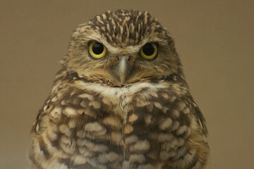 Burrowing Owl at Watkins Regional Park MD