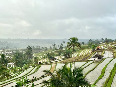 Jatiluwih Rice terrace in the morning