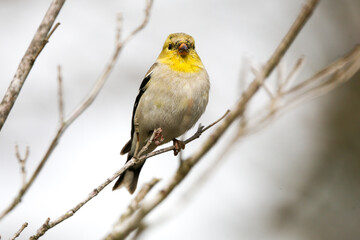 Goldfinch