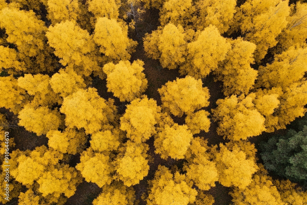 Poster Aerial View of Symmetrical Geometric Pattern Created by Yellow Coats under Bright Diffused Lighting at Daytime