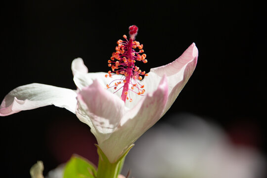 Pretty Pink and white Hibiscus at Hawaii