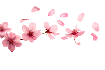 Cherry blossom petals