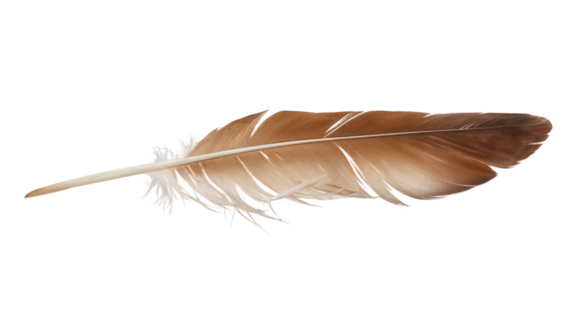 Falcon feather isolated on white background.