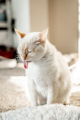 Funny White Cat Sticking Tongue Out Silly Face