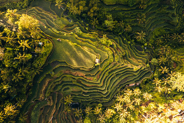 Aerial drone view of Tegallalang Rice fields terraces in Ubud, Bali, Indonesia 
