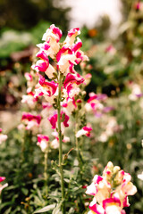 Obraz premium pink and white flowers