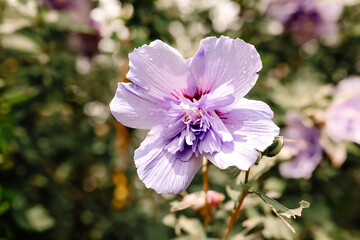 pink and purple flowers