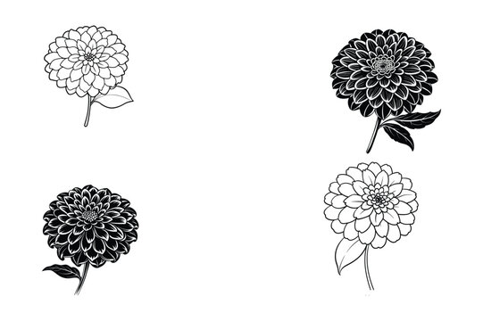 This is zinnia flowers vector icon with illustration