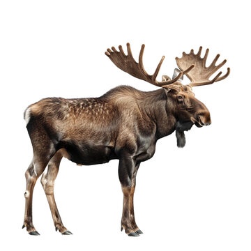 Moose deer